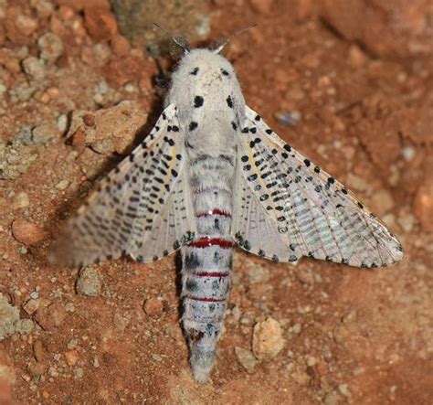 Zeuzerini-genera spp. | Moths