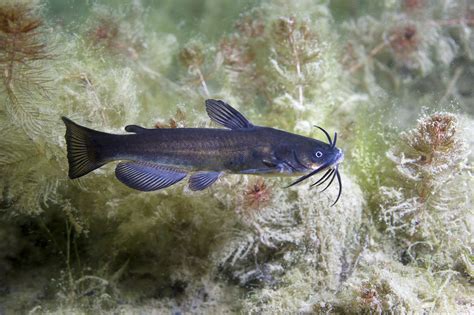 Bullhead Fish Black Bullhead Catfish Bighorn Canyon National