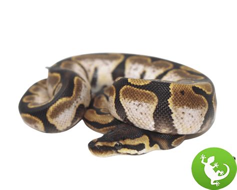 Image result for Calico Ball Python