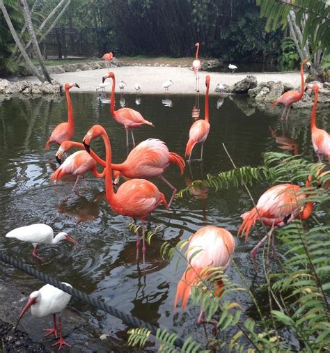 FLAMINGO GARDENS (2026) All You Need to Know BEFORE You Go (with Photos ...