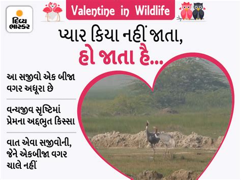 Among the animals and birds are Heer-Ranza and Romeo and Juliet; Male ...
