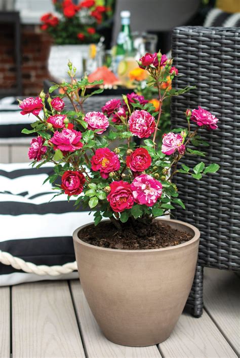 Gardening in Small Spaces: Growing Roses in Containers - Florissa