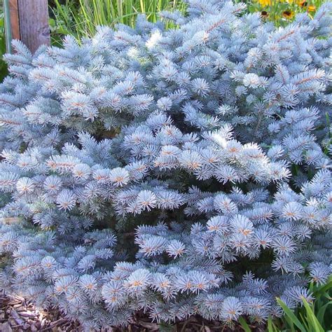 Dwarf Globe Blue Spruce