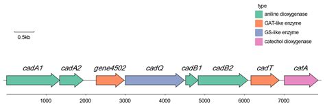 Biodegradation of Crude Oil and Aniline by Heavy Metal-Tolerant Strain ...