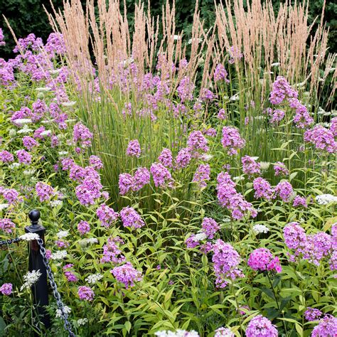 Phlox 'Jeana' plants - Phlox paniculata