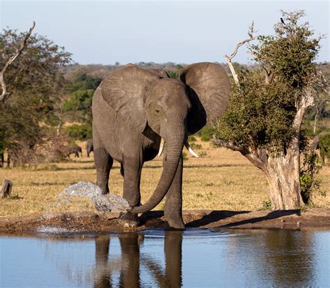 How Does An Elephant Drink Water? Unveiling the Mystery - MammalsLife
