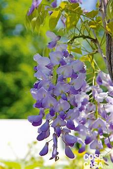 glicine fiore wisteria glicine cose di casa glicine fiore wisteria glicine cose di casa