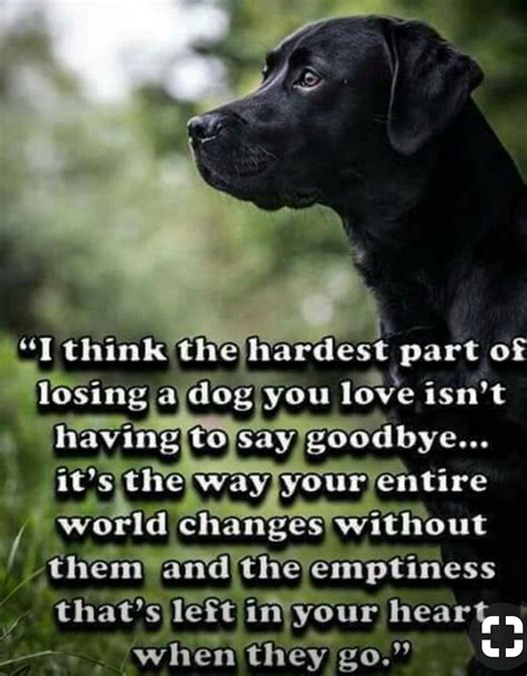 Pin by Sherri Tyler on AWWW! | Pet quotes dog, Loss of dog, Pet loss quotes