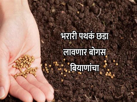 शेतकऱ्यांनो सावधान बाजारात आली आहेत बोगस बियाणे; कृषी विभाग अ‍ॅक्शन ...