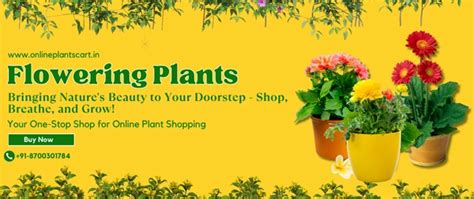 Buy Plants Online in Delhi - Best Online Nursery Plant Store in India