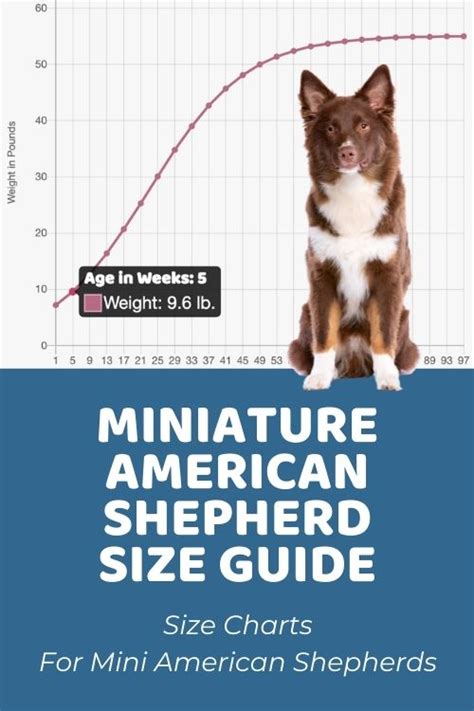 Mini Aussie Growth Chart 的图像结果