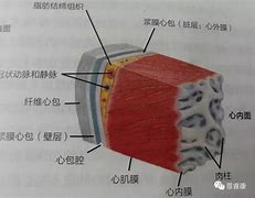 Image result for epicardium 心外膜层