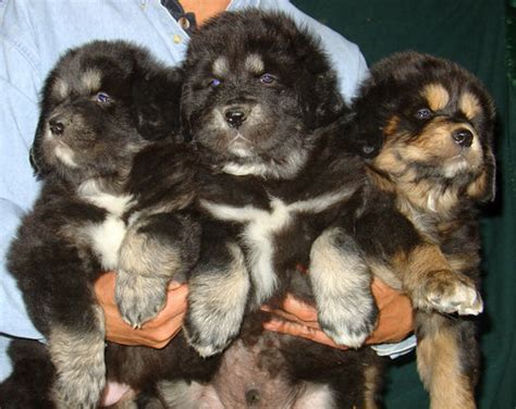 Tibetan Mastiff Puppies for Sale Across India - Buy or Adopt Today ...