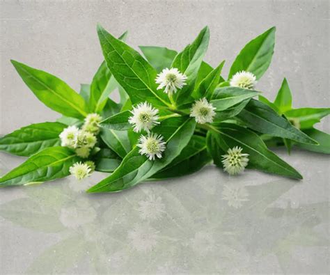 Bhringraj – Simply Kids