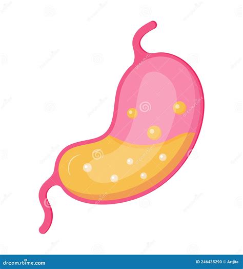Stomach Flora. Digestive System, Tract With Bacteria, Virus, Microorganisms, Probiotics Isolated ...