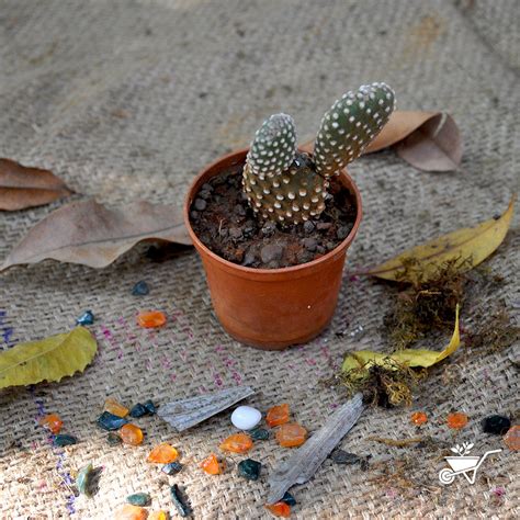 Opuntia Microdasys Alba Spina Bunny Ear Cactus Plant