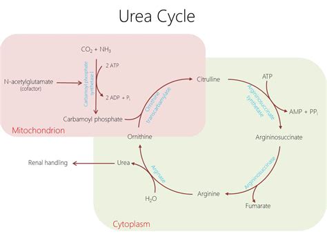 Cycle Detection in Directed Graph 的图像结果