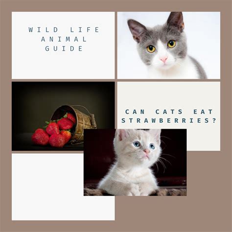 CAN CATS EAT PINEAPPLE? AND WHICH FRUITS CAN CATS EAT