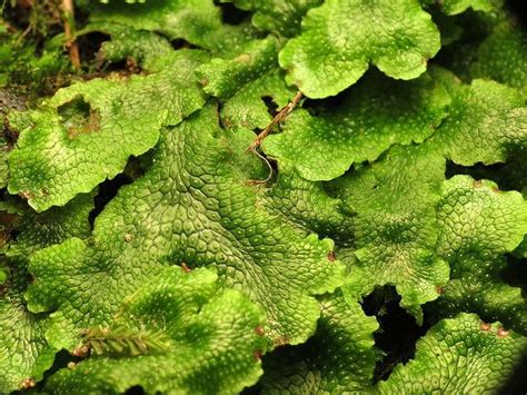 plant definition