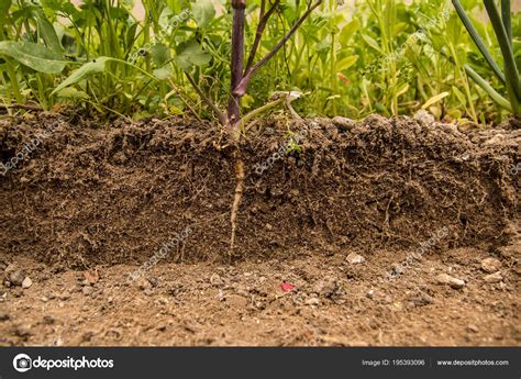 What Is Plant Underground Stem at Frank Mcbride blog