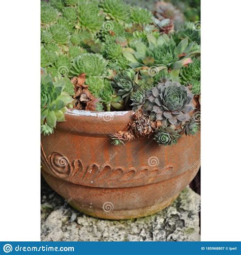 Tiny cactus planter stock image. Image of spring, cactus - 185968807