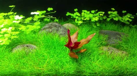 Image result for Java Moss Land