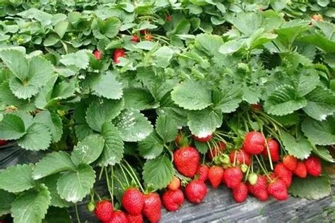 家里这么种草莓盆栽，一年四季都结果，好吃又好看！|草莓|盆栽|花盆_新浪新闻