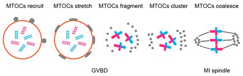 Flavors of Non-Random Meiotic Segregation of Autosomes and Sex Chromosomes