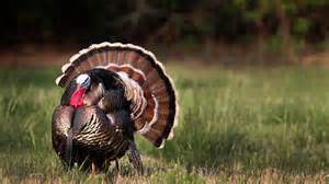 Ky Spring Turkey Season