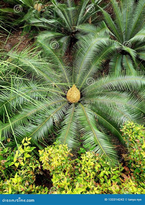 Sago Palm stock photo. Image of beautiful, looks, palm - 133314242