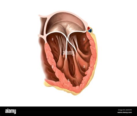 Illustration of the left atrioventricular valve. This view illustration is from 'Asklepios Atlas ...