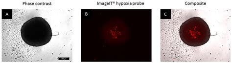 Comparative Evaluation of the Cytotoxicity of Doxorubicin in BT-20 ...