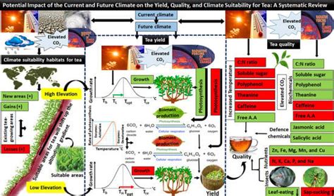 Potential Impact of the Current and Future Climate on the Yield ...