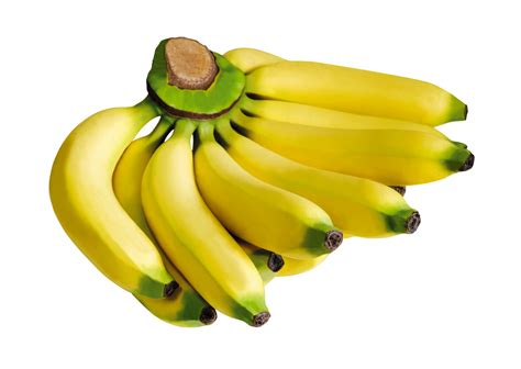 Gros Michel Banana – South Eden Nursery