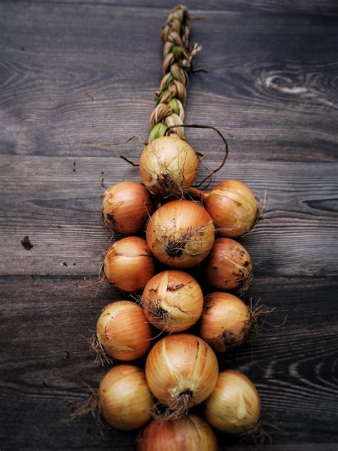 String Of Onions