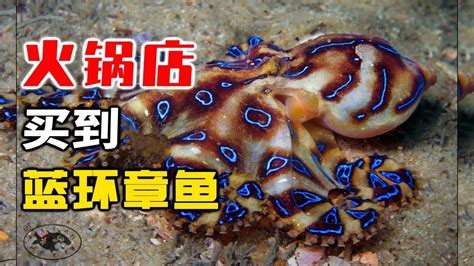 惊！深圳网友称在山姆买到蓝环章鱼，回应来了……_博物_杂志_概率