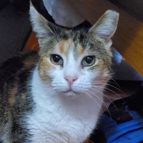 April is almost away. May you share your home with an adoptable pet ...