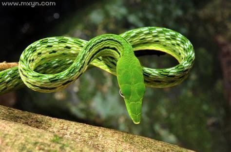 梦见绿蛇缠脚脖子 解梦专家告诉你梦见绿蛇缠脚脖子的意思 - 美欧网