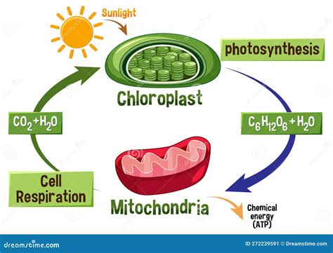 Photosynthesis and Cellular Respiration Diagram Stock Vector ...