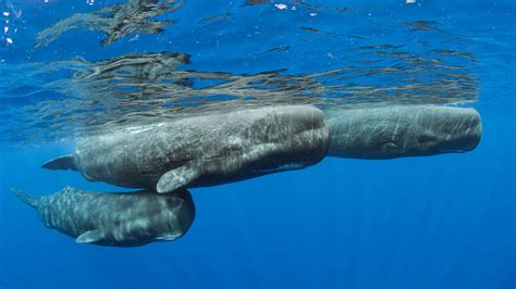 Bing Whale Wallpaper 的图像结果