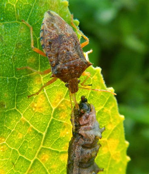 Squash bugs vs spined soldier bug | Squash bugs, Corn earworm, Squash