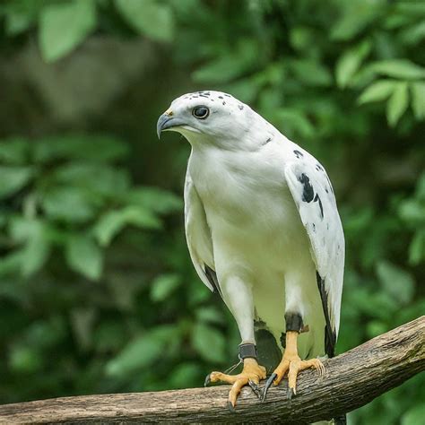 11 Amazing Hawks With White Heads (With Pictures)
