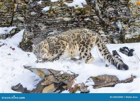 Snow Leopard stock photo. Image of safari, nature, endangered - 64053008