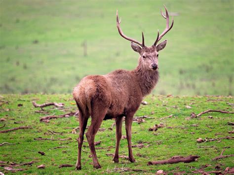 Red Stag Deer Farm - Bevlea Ross Photography