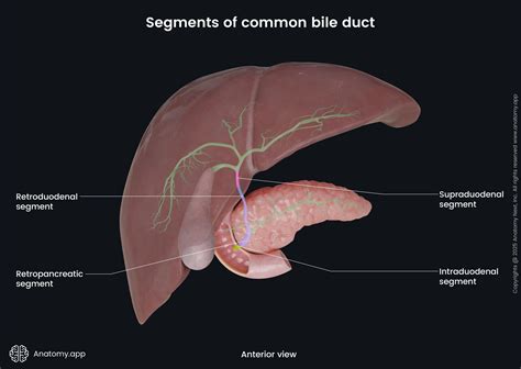 Anatomy Of Liver And Biliary System