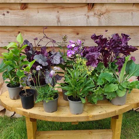 Shade Plants For Containers 18 Beautiful Container Plants Perfect For