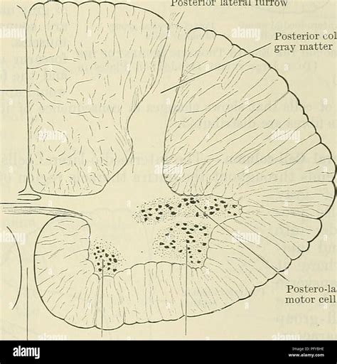 Anterior White Commissure