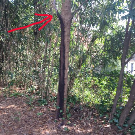 Image result for Tree Trunk White Rot