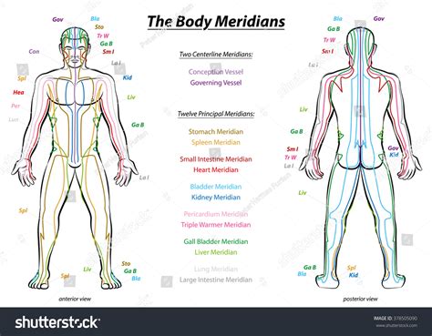 Meridian System Chart Male Body Principal Stock Vector (Royalty Free ...