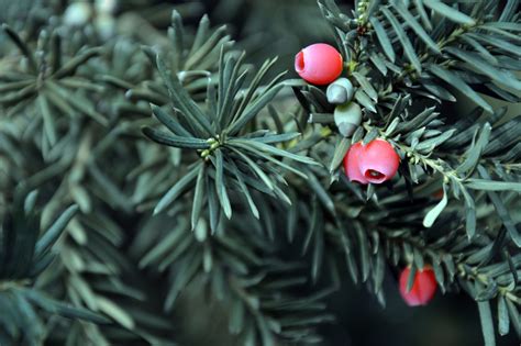 Yew Tree Celtic Meaning: Yew Tree Symbolism In The Ogham On Whats-your-sign - Golden State